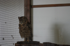 神戸花鳥園６９