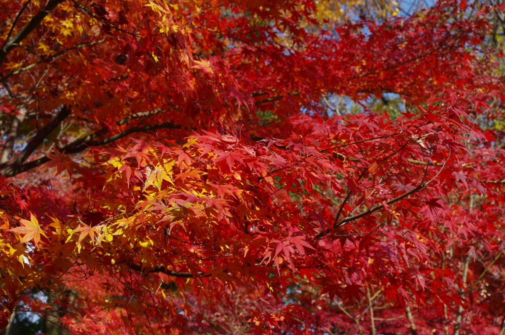 大山崎美術館の紅葉