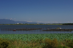水生植物園で１９