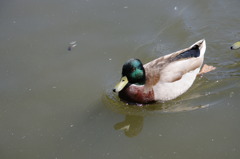 神戸花鳥園４５