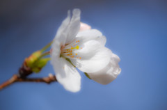 桜花 3