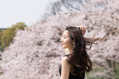 満開の桜と春の日差し、優しい風