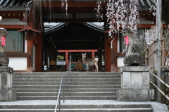 お参りに