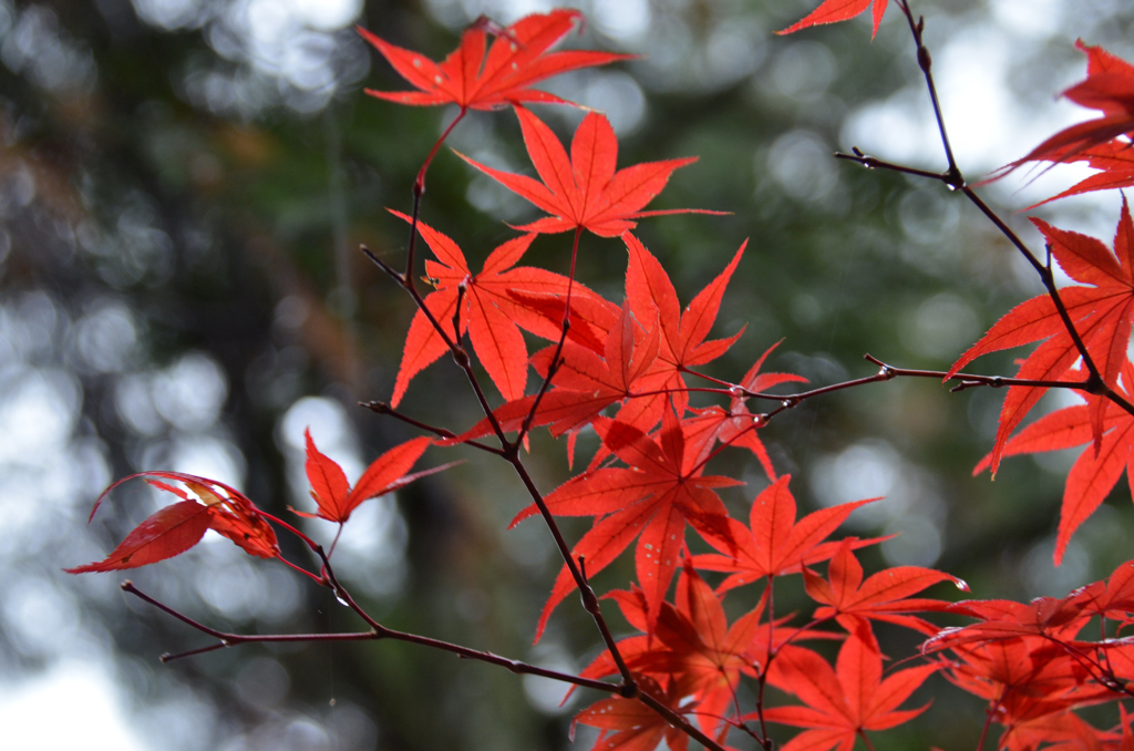 紅色もみじ
