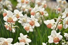 Spring has come