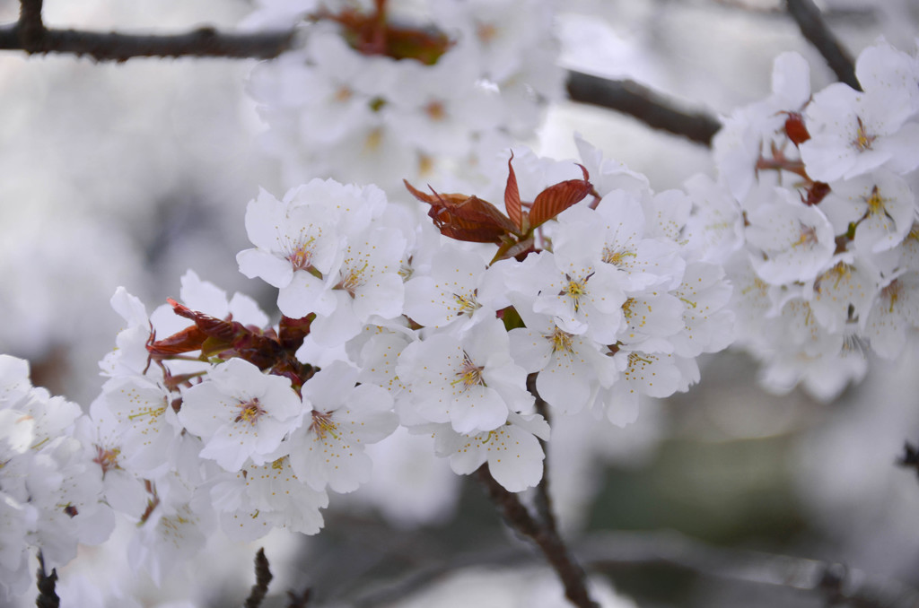 白い花
