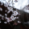 桜が咲いたⅡ