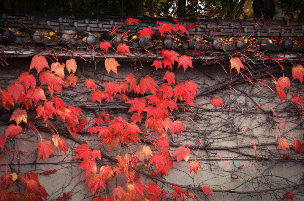 京都スナップ