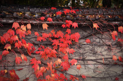 京都スナップ