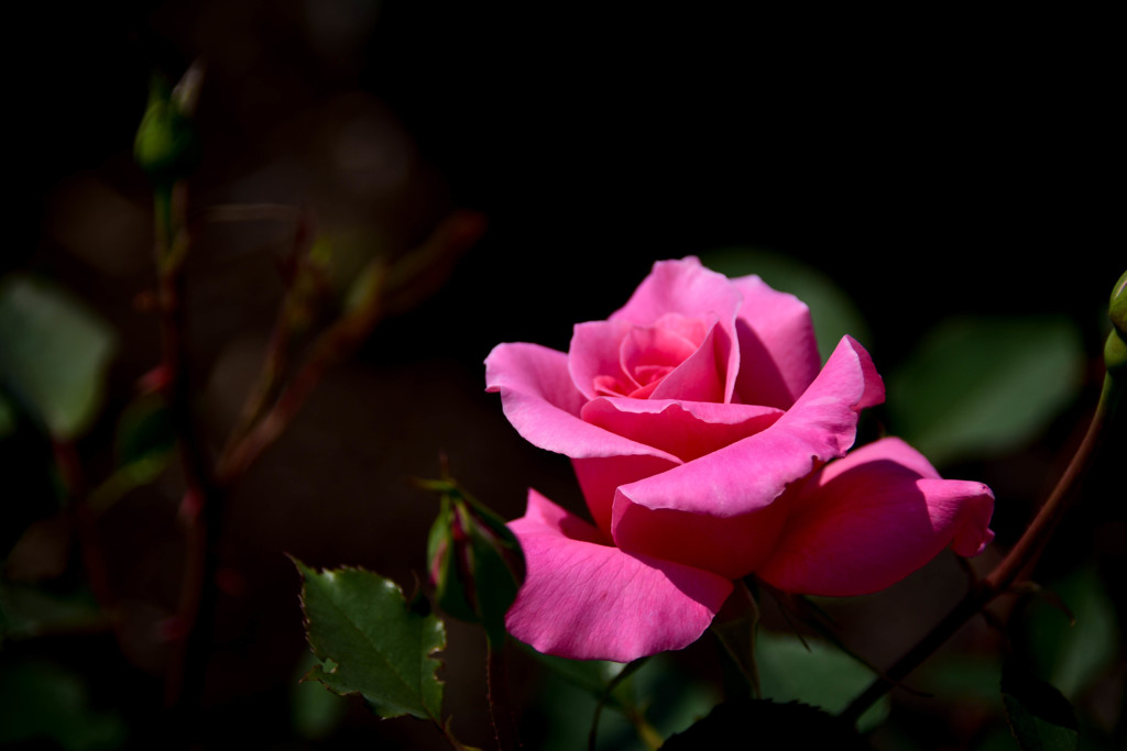 薔薇の名前