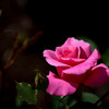 薔薇の名前