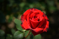 Red Rose