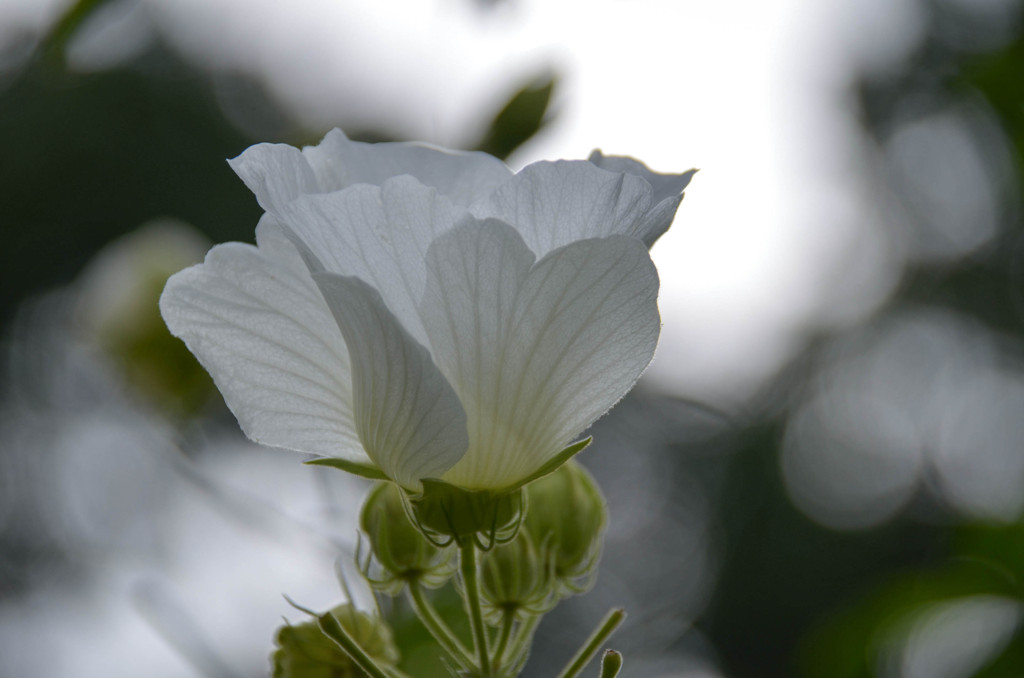 芙蓉の花