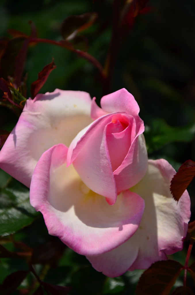 薔薇の名前
