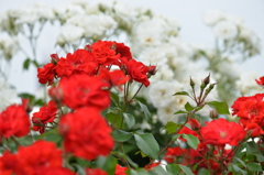 Red＆White