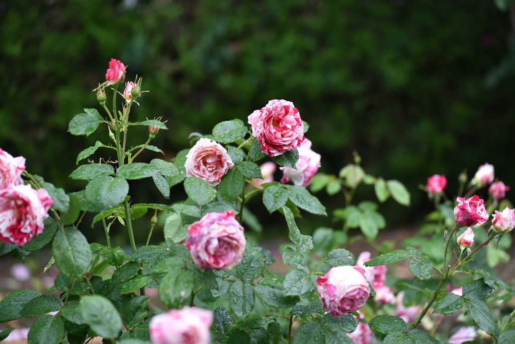 雨の薔薇園