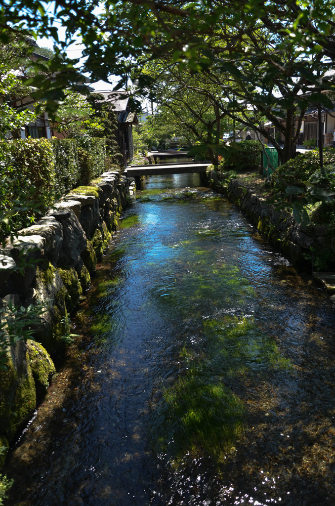 真夏の木陰