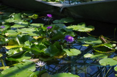 水生植物園で１０