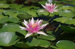 水生植物園で２７