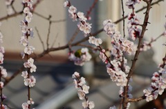 庭木にメジロが 1