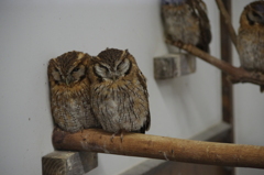 神戸花鳥園６３