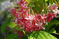 お菓子のような熱帯の花