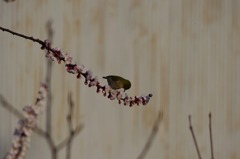 庭木にメジロが 2