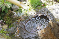 京都府立植物園で 6