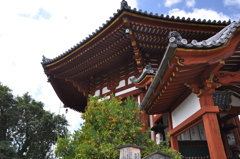 興福寺南円堂、右近の橘と南円堂