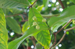 陽を受ける若葉