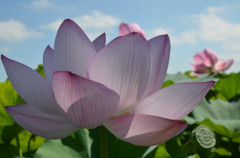 透き通る花