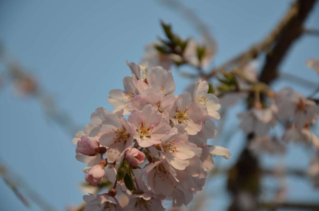 午後の桜