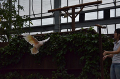 飛びます、飛びます。