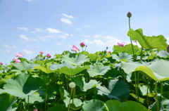 群生