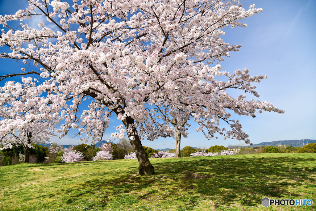 空に広がる大きな桜