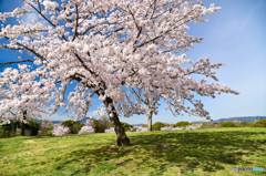 空に広がる大きな桜
