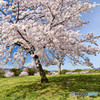 空に広がる大きな桜