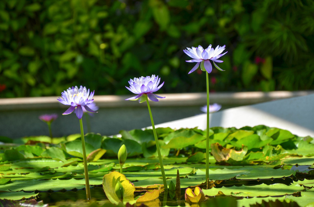 スリーコーラス