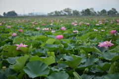 蓮の花の群生地で