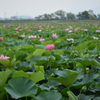 蓮の花の群生地で