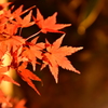 夜の公園２
