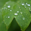 新緑１