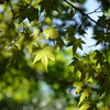 夏の日差しに