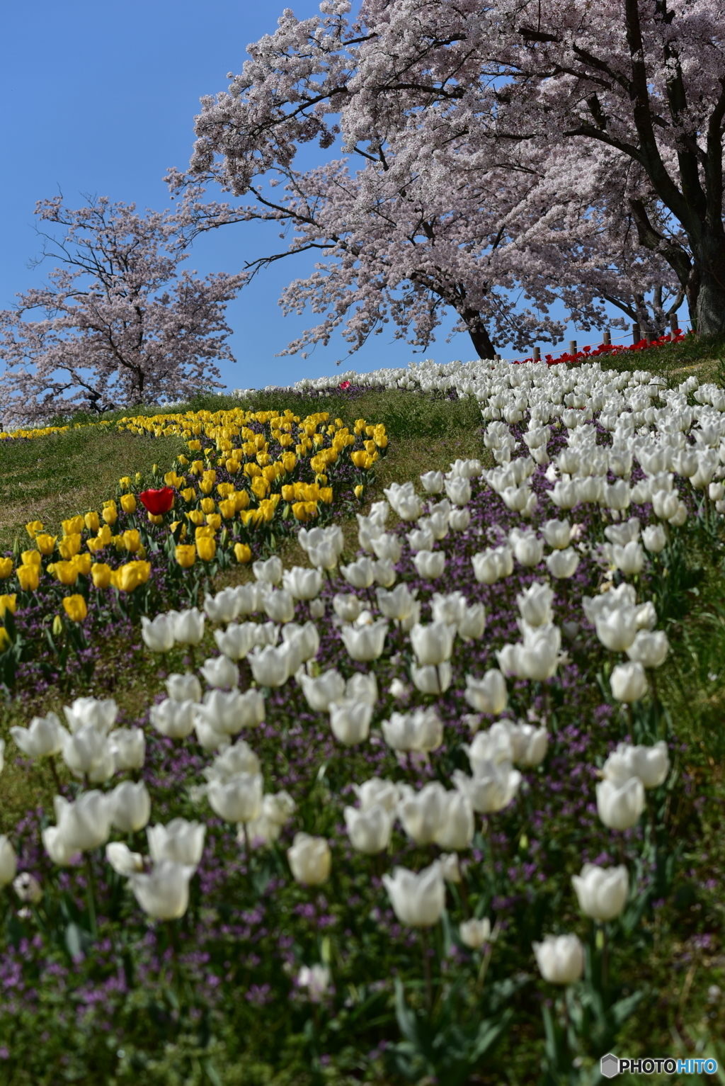 丘の上は花盛り 4