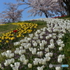 丘の上は花盛り 4