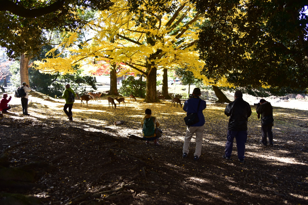 公園のアイドルたち