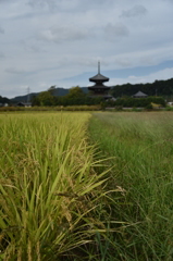 実る田と三重の塔遠望