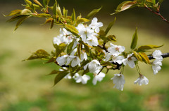桜Ⅲ