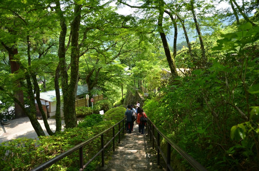 緑の中を
