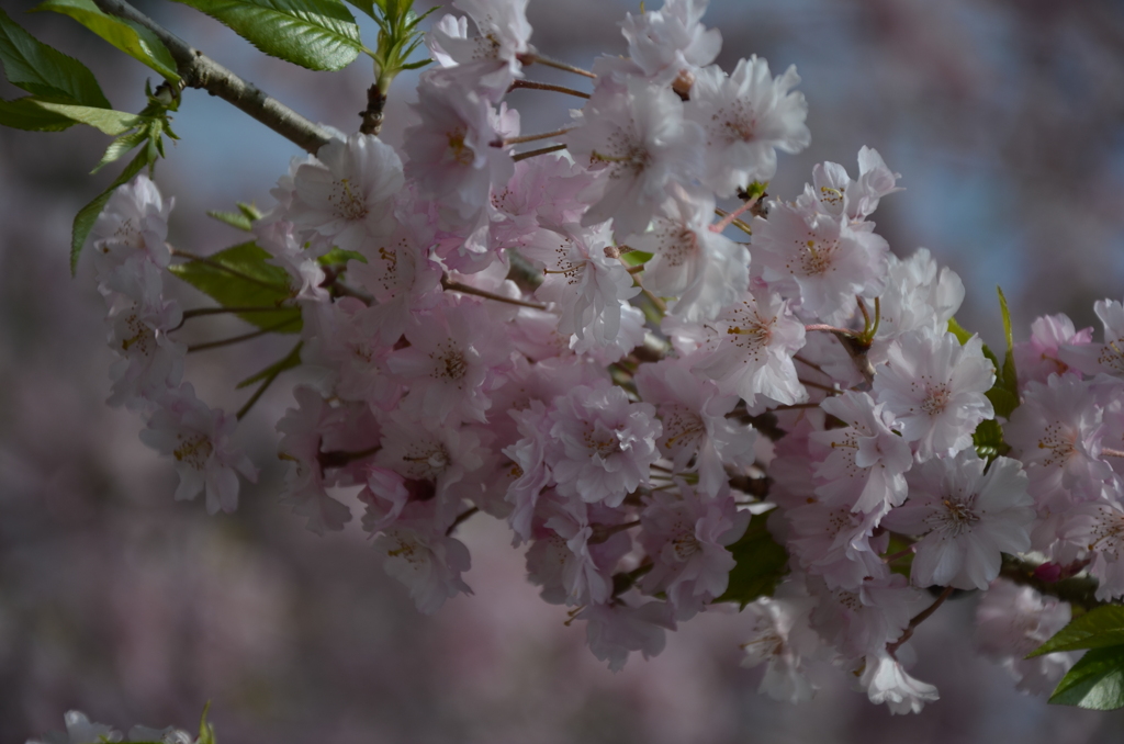 今年最後の桜かなぁ